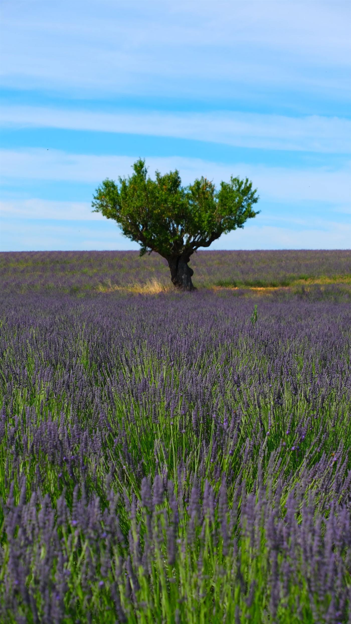 Arbre isolé au milieu d’un champ de lavande (photo d’illustration)