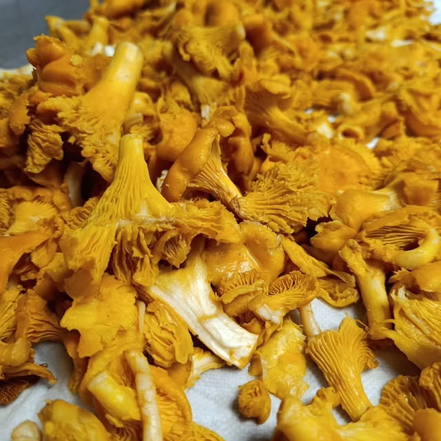 Girolles fraîches posées sur du papier